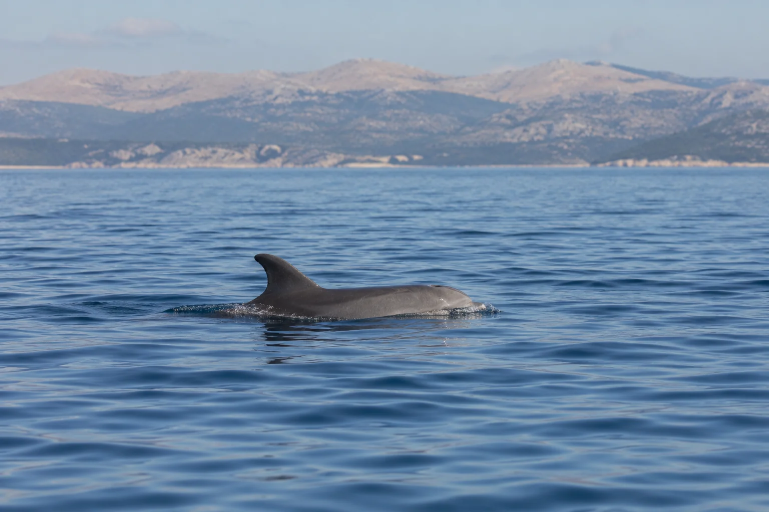 Un grand dauphin apparaît seul à la surface de l’eau, à grande distance